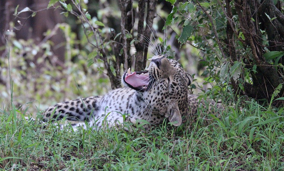 Leopardin Faulu