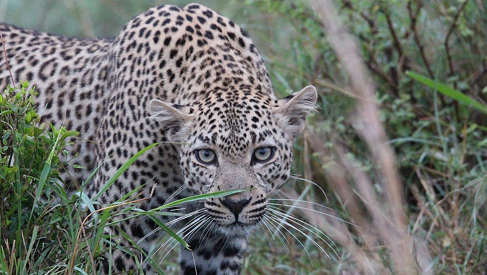 Leopardin Faulu, Masai Mara