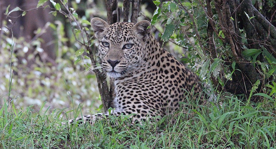 Leopardin Faulu