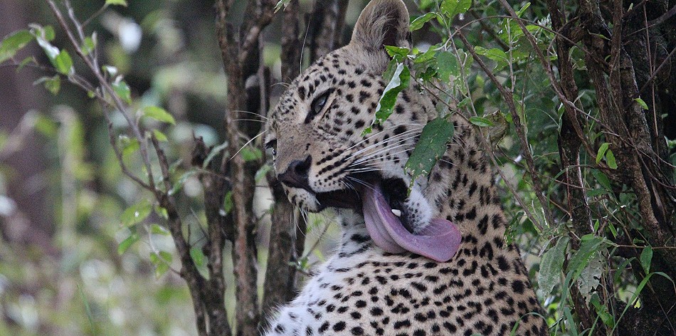 Leopardin Faulu