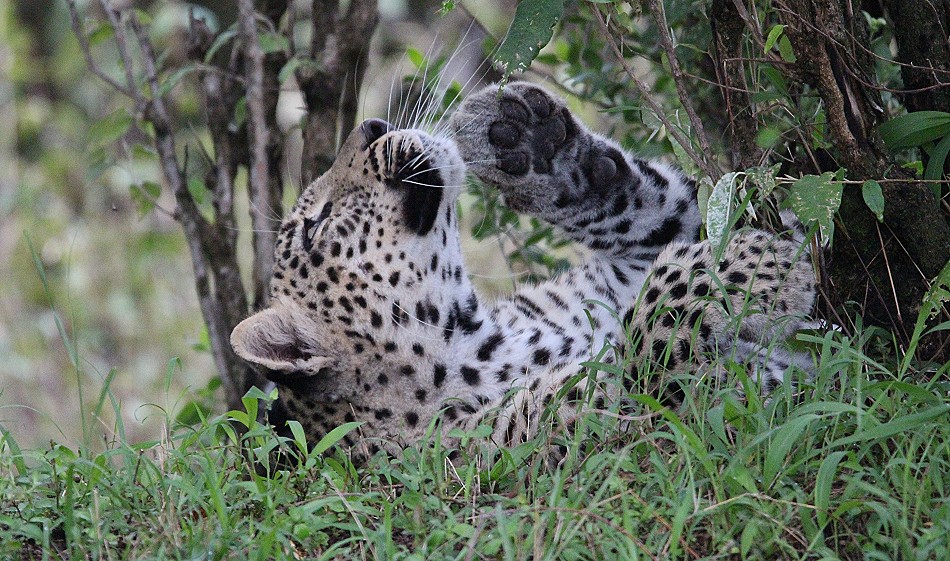 Leopardin Faulu