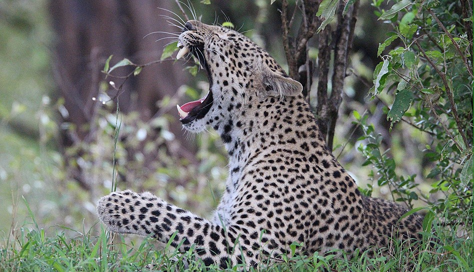 Leopardin Faulu