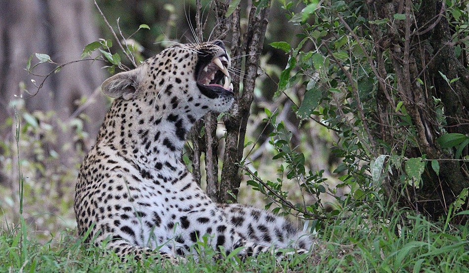 Leopardin Faulu