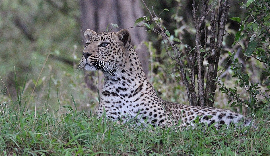 Leopardin Faulu