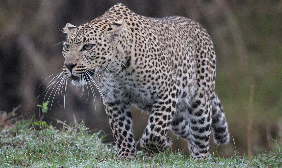Leopardin Faulu, Masai Mara