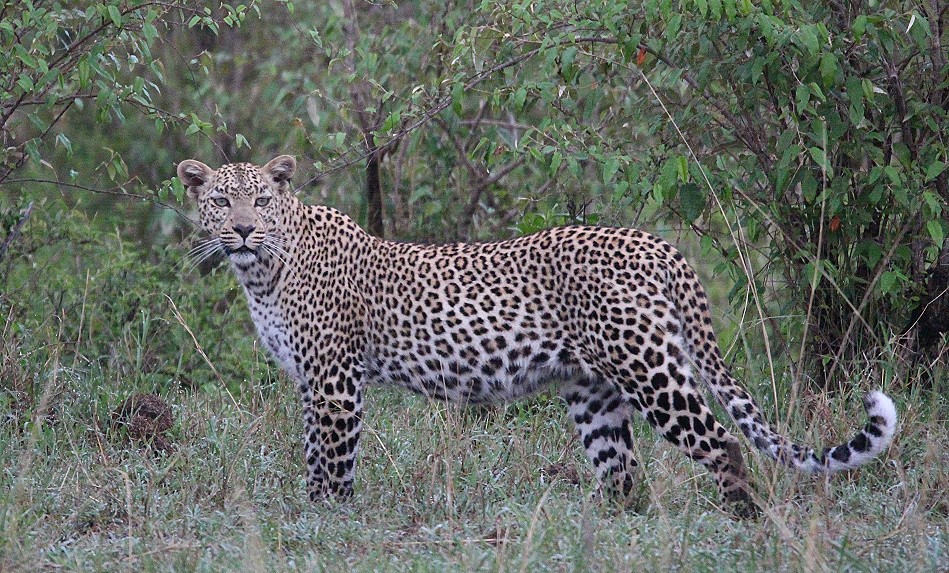 Leopardin Faulu, Masai Mara