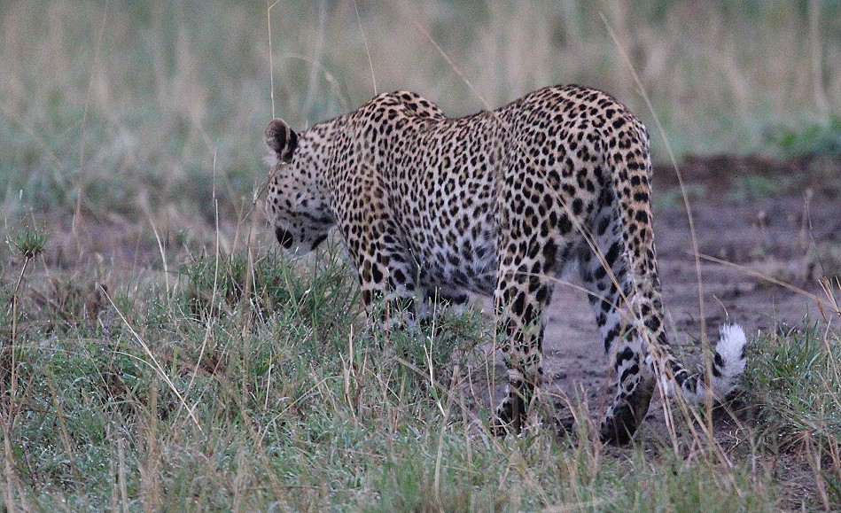 Leopardin Faulu, Masai Mara
