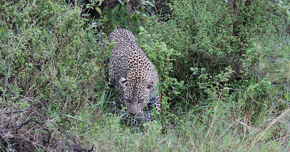Leopard kehrt zur Beute zurück, Faulu