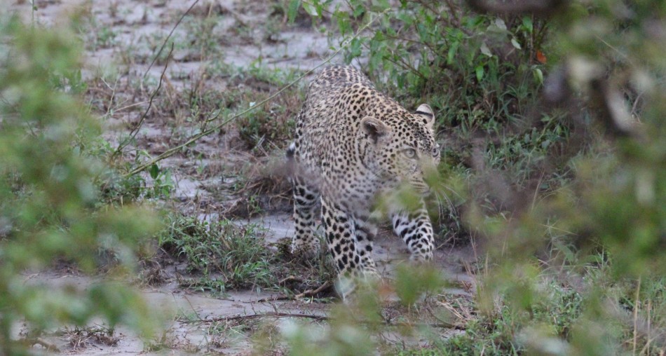 Leopard kehrt zur Beute zurück, Faulu