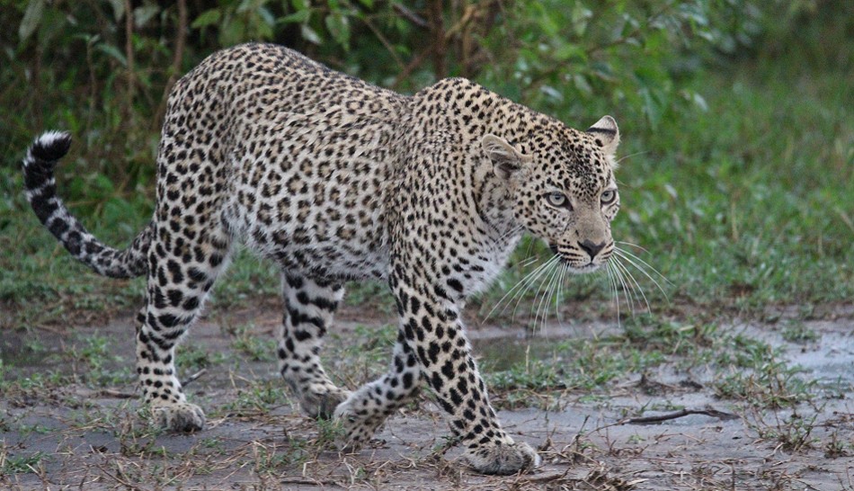Leopard kehrt zur Beute zurück, Faulu