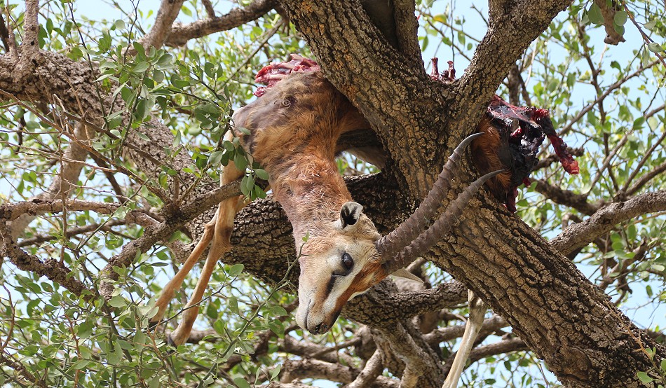Leoparden Beute, Thomson Gazellen Bock