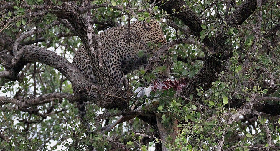 Leopardin Faulu am Kill