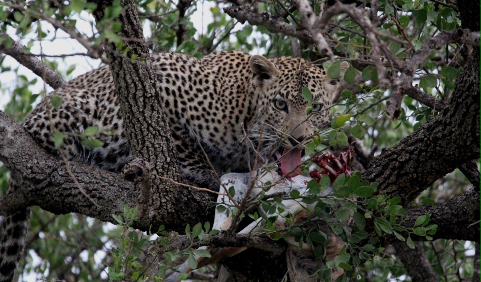 Leopardin Faulu am Kill