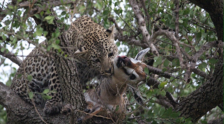Leopardin Faulu am Kill