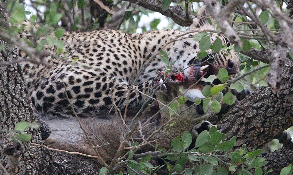 Leopardin Faulu am Kill