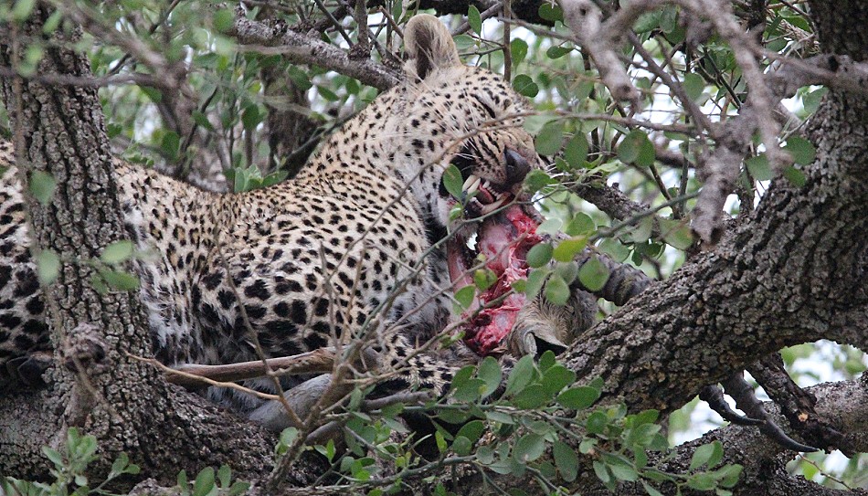 Leopardin Faulu am Kill