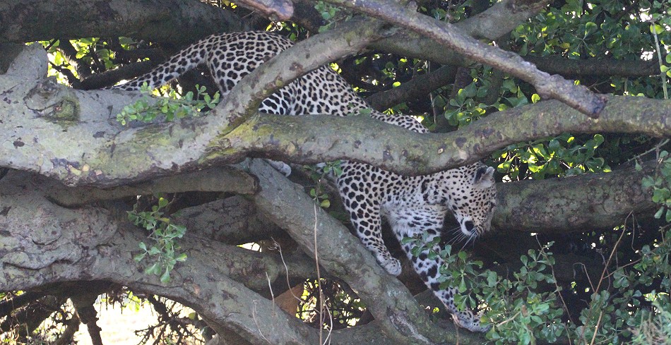 Leoprdin Luluka am Morgen