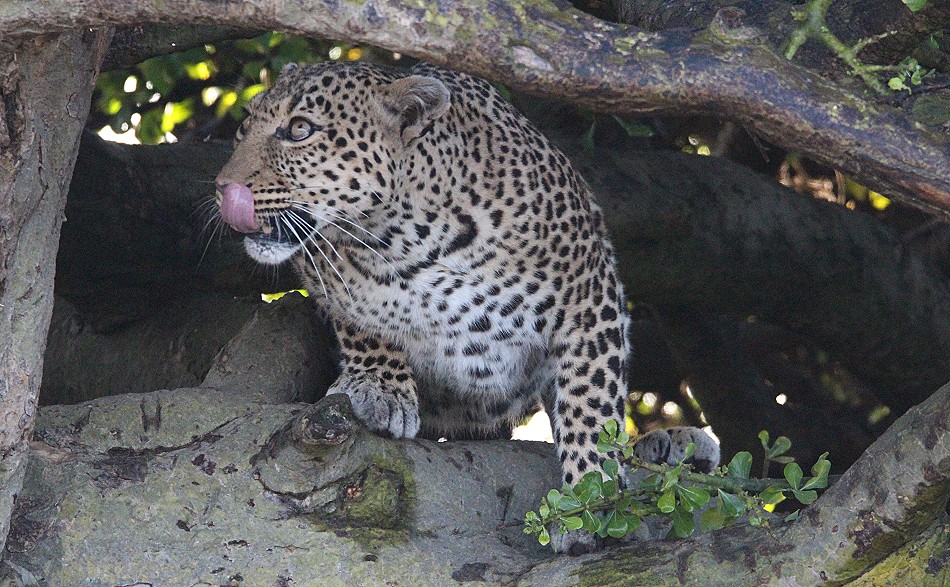 Leoprdin Luluka am Morgen