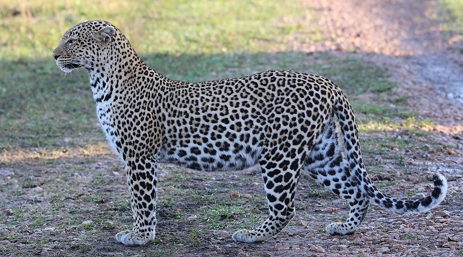 Leoprdin Luluka am Morgen