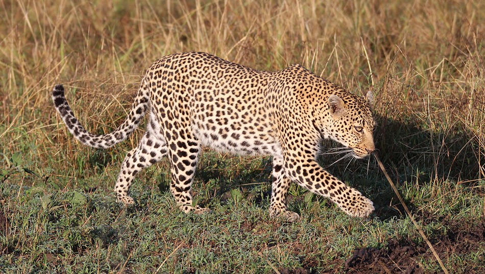 Leoprdin Luluka am Morgen