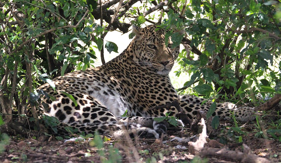Leopard, Weibchen - Luluka
