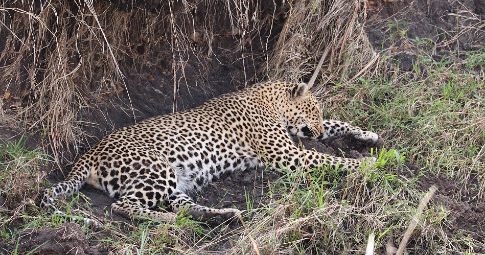 Leopardin Luluka