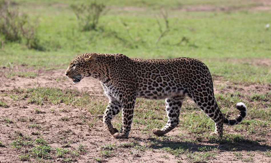 Leopardin, Olakera