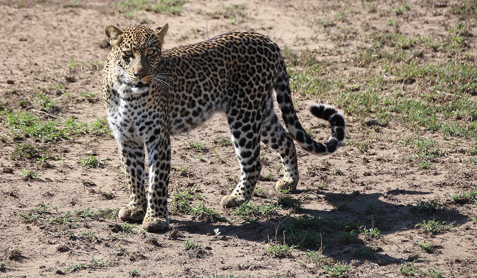 Leopardin, Olakera