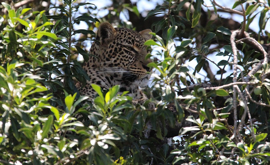 Leopardin, Olakera
