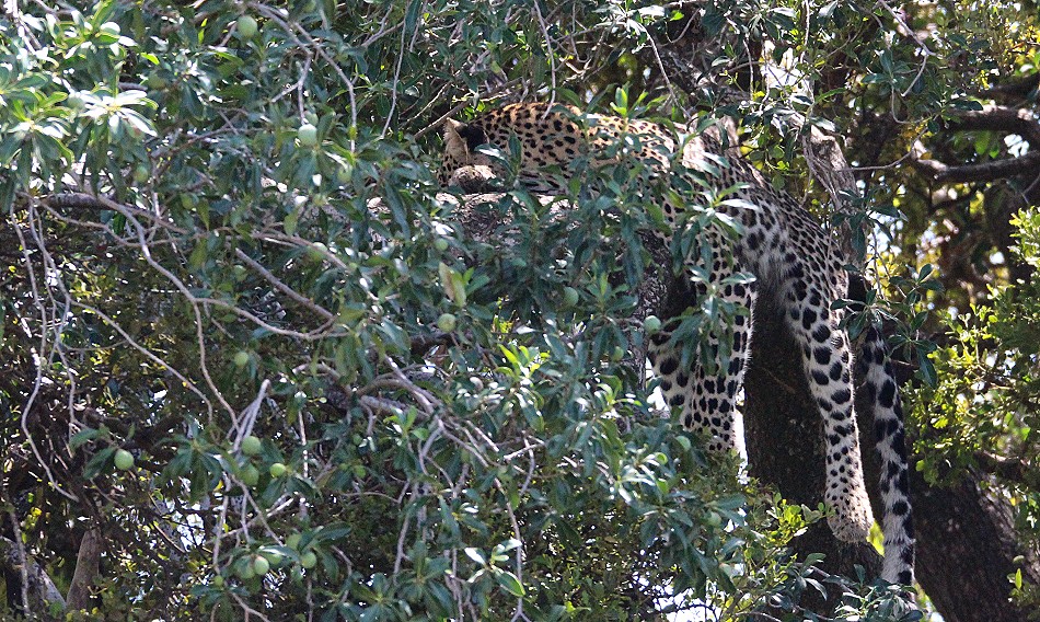 Leopardin Olakera