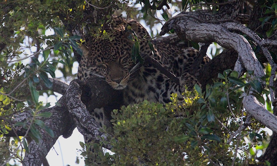 Leopardin Olakera schläft im Baum