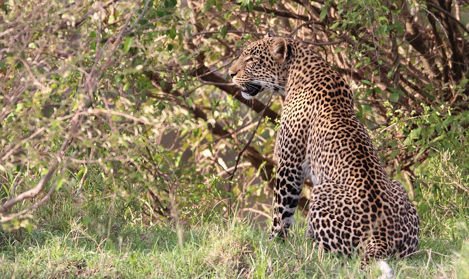 Leopardin Olakera
