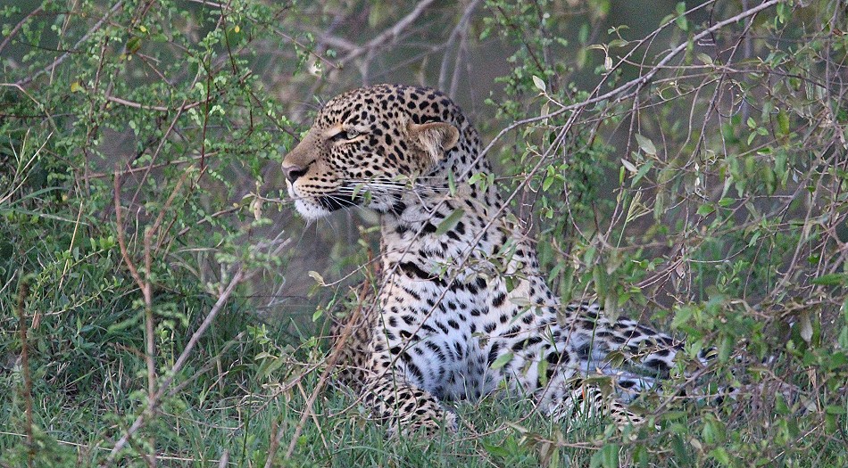 Leopardin Olakera