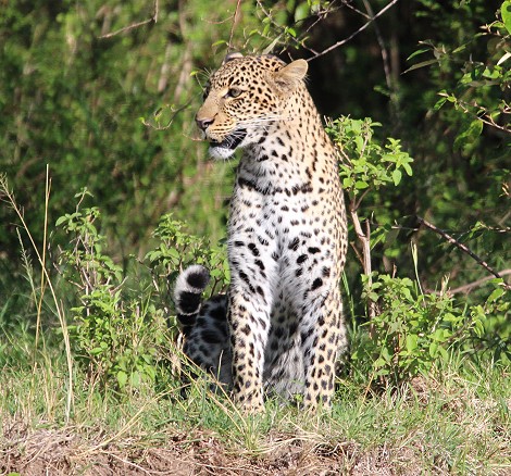 Leopardin, Olakera