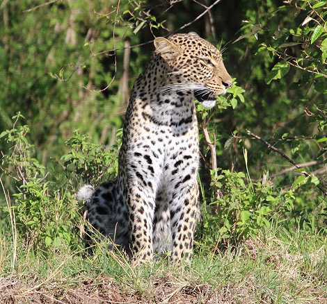 Leopardin, Olakera