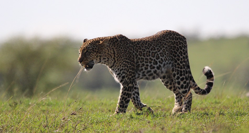 Leopardin, Olakera