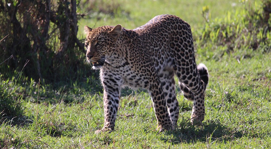 Leopardin, Olakera
