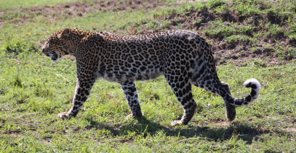 Leopardin, Olakera