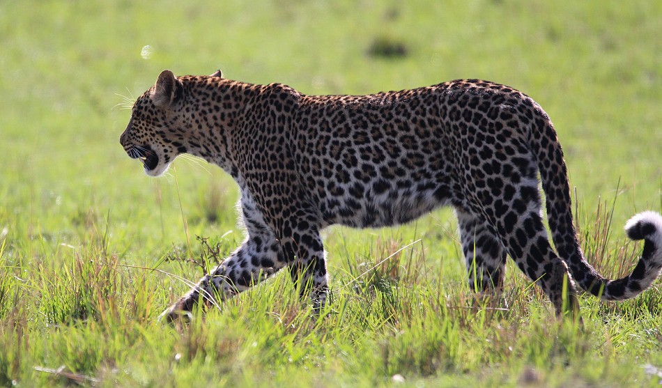 Leopardin, Olakera