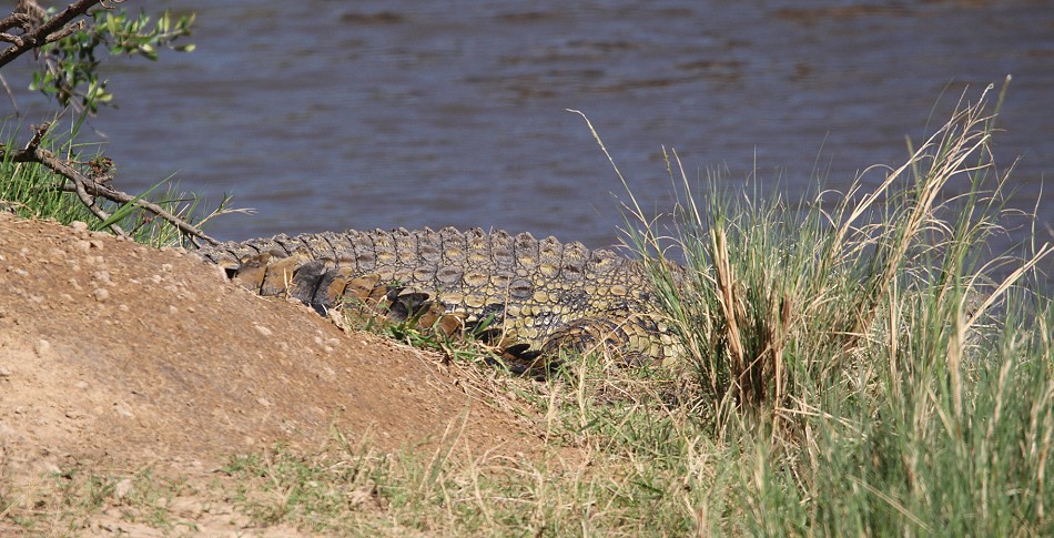 Nilkrokodil in der Masai Mara