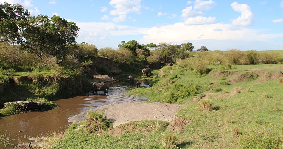 Elefanten in der Masai Mara