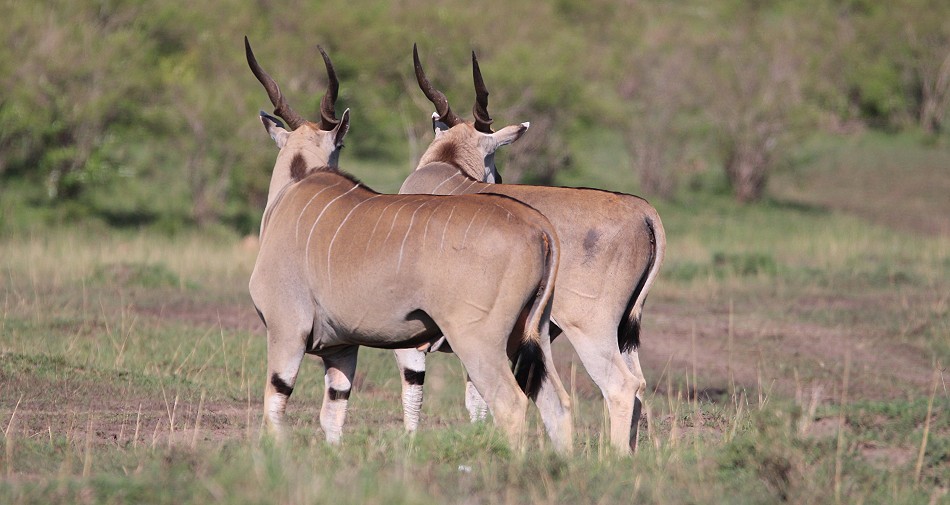 Elendantilope