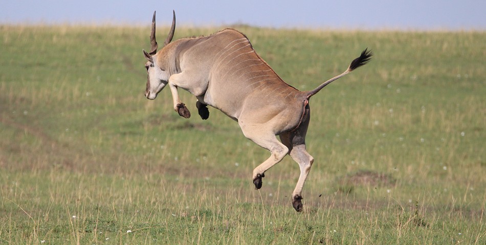Springende Elendantilope