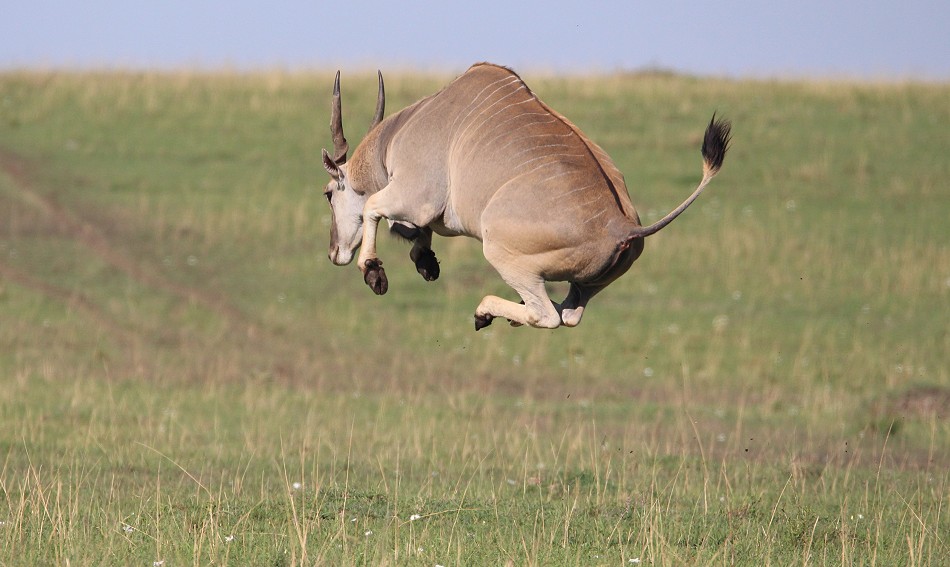 Springende Elendantilope