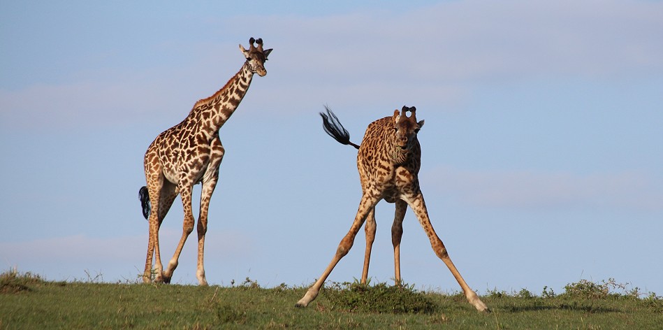 Masai Giraffen
