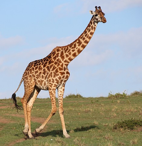 Masai Giraffen