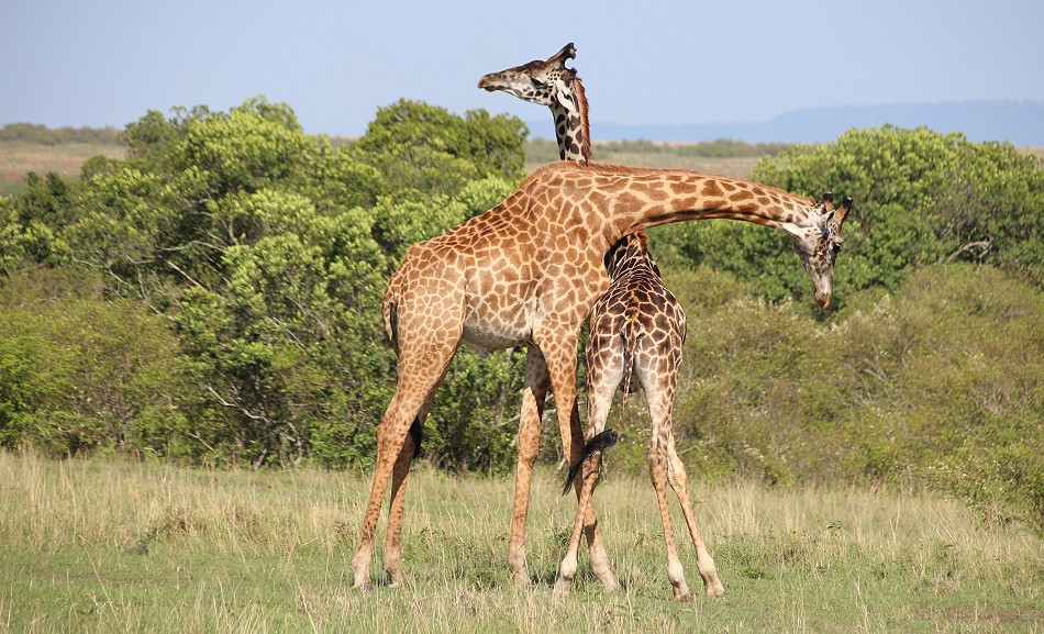 spielerischer Kampf zweier Masai Giraffen