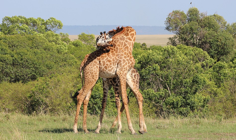 spielerischer Kampf zweier Masai Giraffen