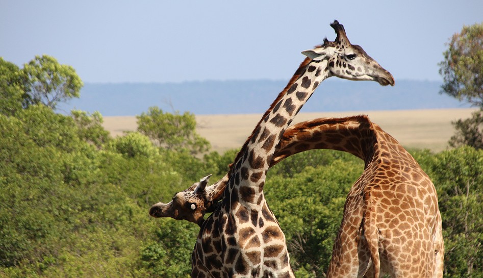 spielerischer Kampf zweier Masai Giraffen