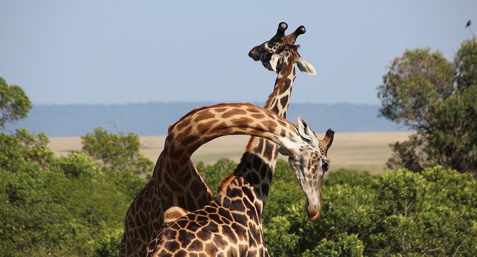 spielerischer Kampf zweier Masai Giraffen
